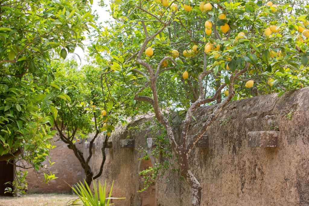 Agroturismo Es Pla De Llodra Манакор Екстер'єр фото